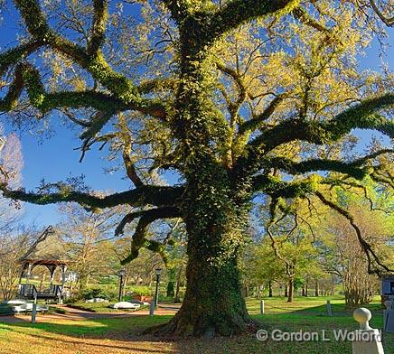 Evangeline Oak_45388-91.jpg - Photographed in St. Martinville, Louisiana, USA.